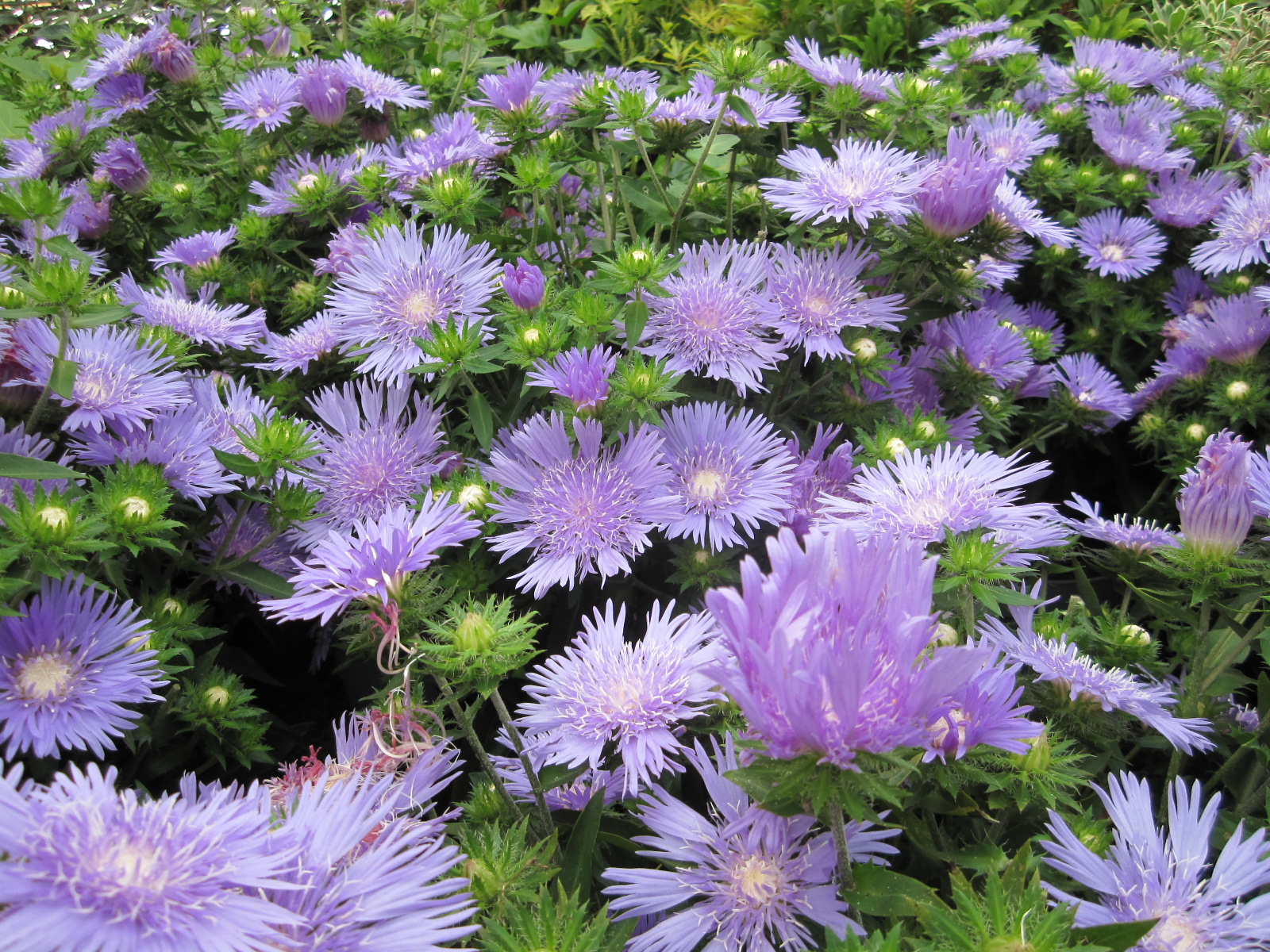 Tuinplanten Tuincentrum Van Uytsel