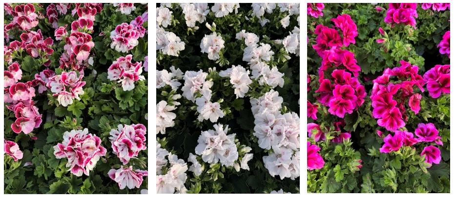 Pinksteren